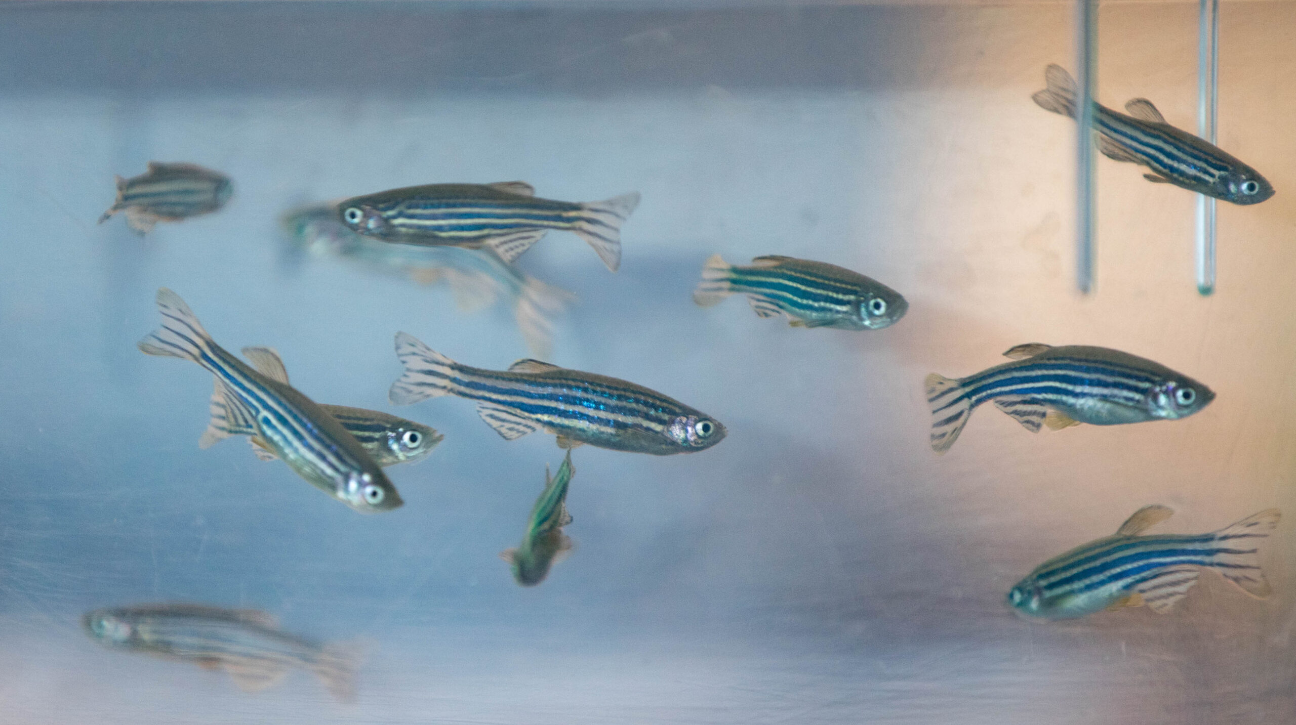 Zebrafish-2-1-scaled